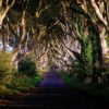 Таинственный лес или аллея буков в Ирландии ...