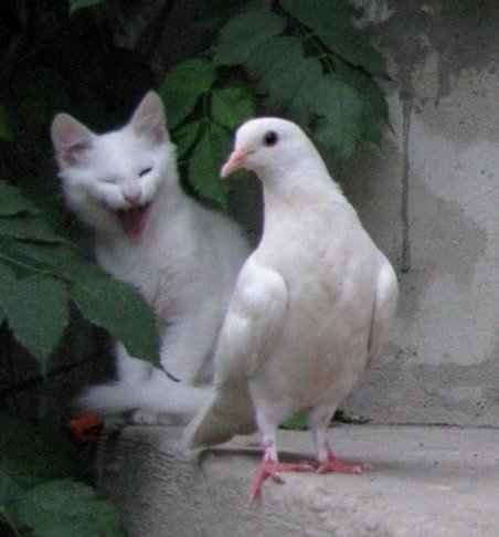 Кот и голубь