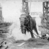 Как в 1903 году изобретатель Томас Эдисон казнил цирковую слониху Топси
