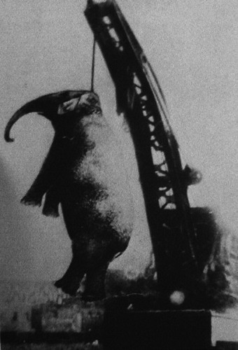 Как в 1903 году изобретатель Томас Эдисон казнил цирковую слониху Топси