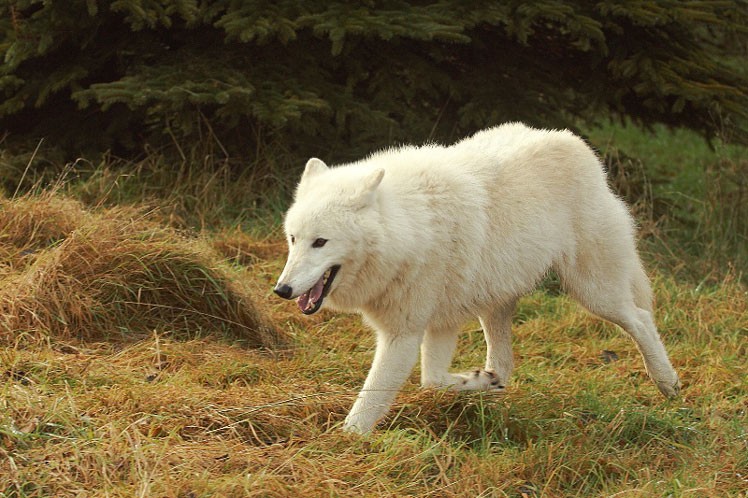 Любопытные факты и распространённые заблуждения о волках