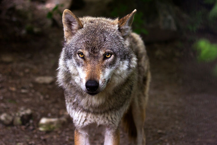Любопытные факты и распространённые заблуждения о волках