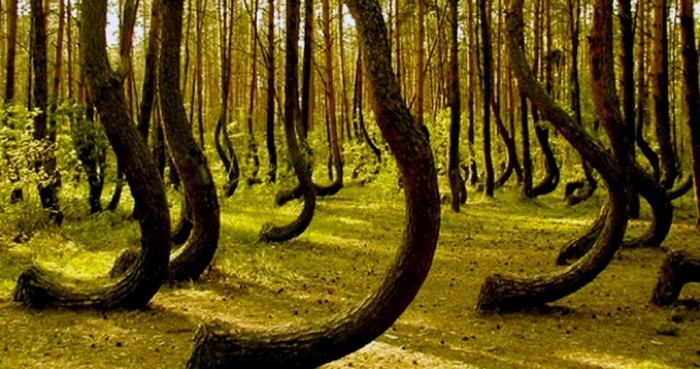 Аномальные лес Хойя-Бачу в Румынии: проклятое место или портал в иное?