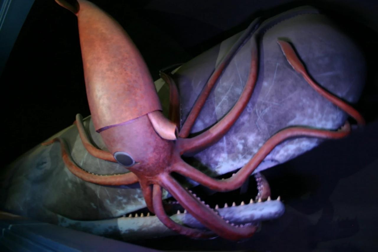 Мифы и правда о гигантских кальмарах