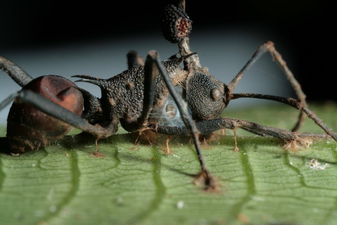 Зомбирование в природе: Гриб, управляющий насекомыми