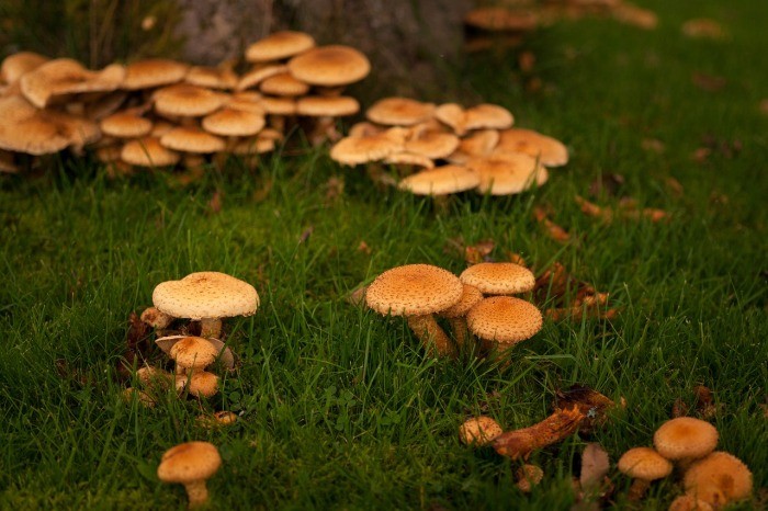 Грядку по грибы лучше всего сделать в тени. /Фото: pixabay.com.