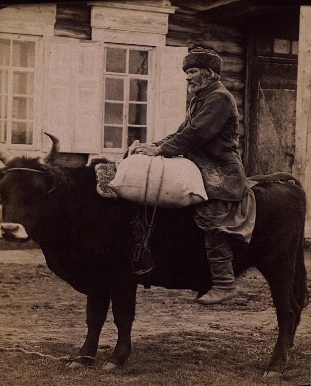 Перевозка клади на быке Дата съемки: 1870 - 1889