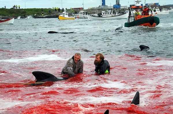 Вся правда об убийстве дельфинов в Дании Дельфин, Убийца, Европа, Дания, Длиннопост