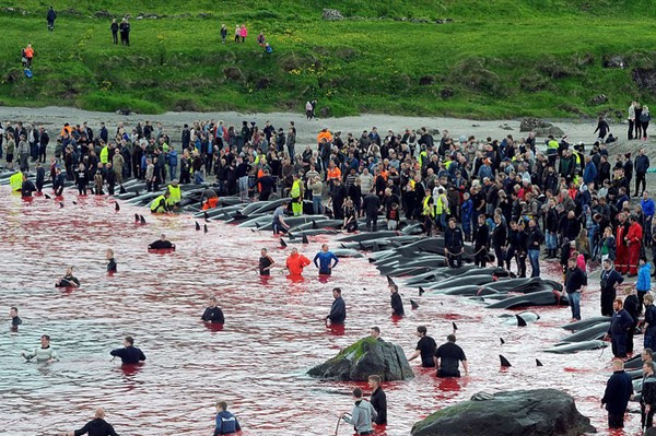 Вся правда об убийстве дельфинов в Дании Дельфин, Убийца, Европа, Дания, Длиннопост
