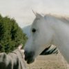 "Старик и белый конь" притча о суждениях...