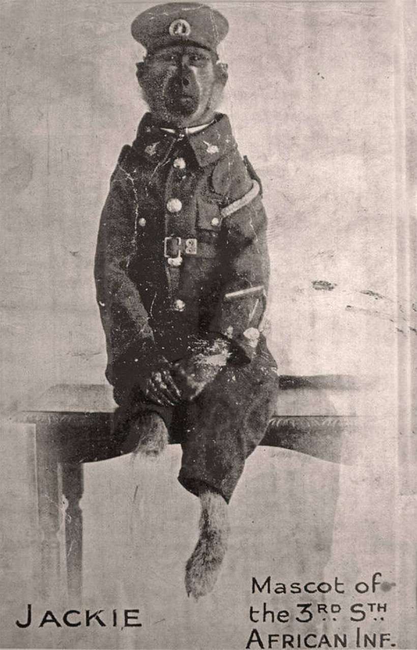 Бабуин Джек, который пошел воевать следом за хозяином и стал героем Первой мировой доказательства,загадки,история,спорные вопросы