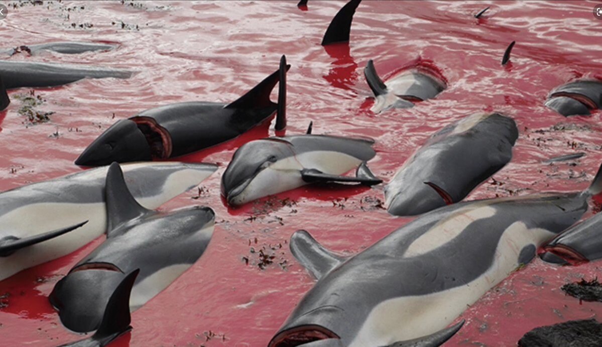 В европейских традициях в Дании за несколько часов без смысла убили 1428 дельфинов