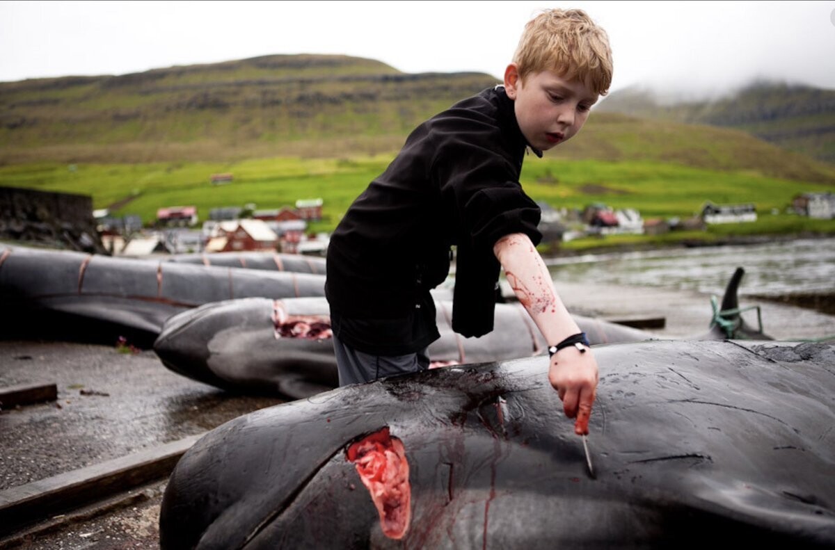 В европейских традициях в Дании за несколько часов без смысла убили 1428 дельфинов