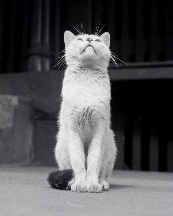 Уолтер Чандоха – человек, который 70 лет фотографировал кошек   26