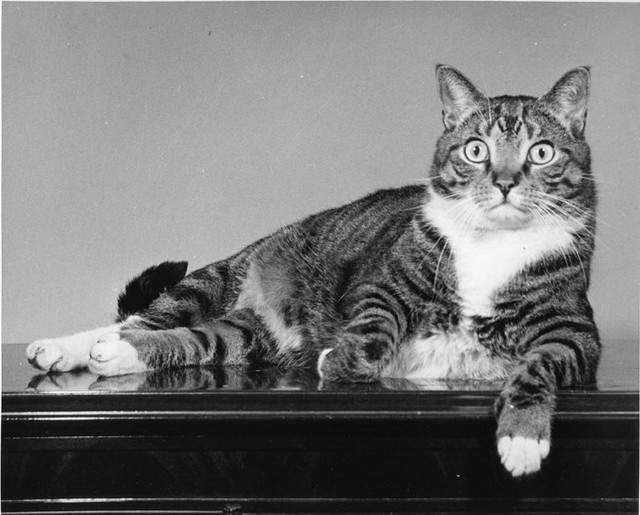 Уолтер Чандоха – человек, который 70 лет фотографировал кошек   33
