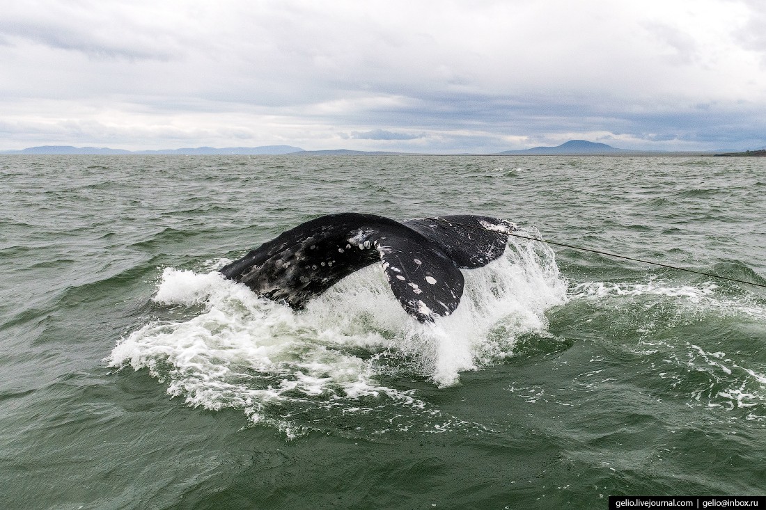 уэлен, самый восточный населенный пункт, чукотка, хвост кита