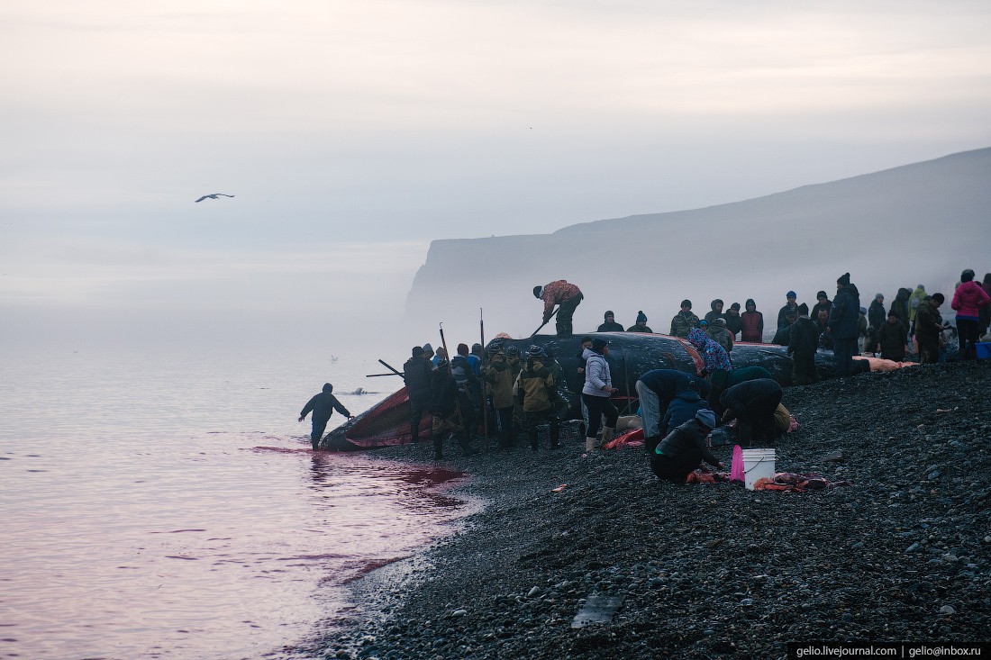 уэлен, самый восточный населенный пункт, чукотка, кит мертвый