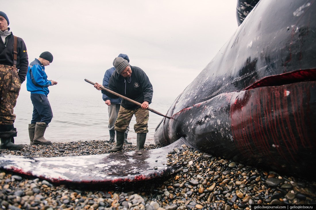 уэлен, самый восточный населенный пункт, чукотка, мертвый кит