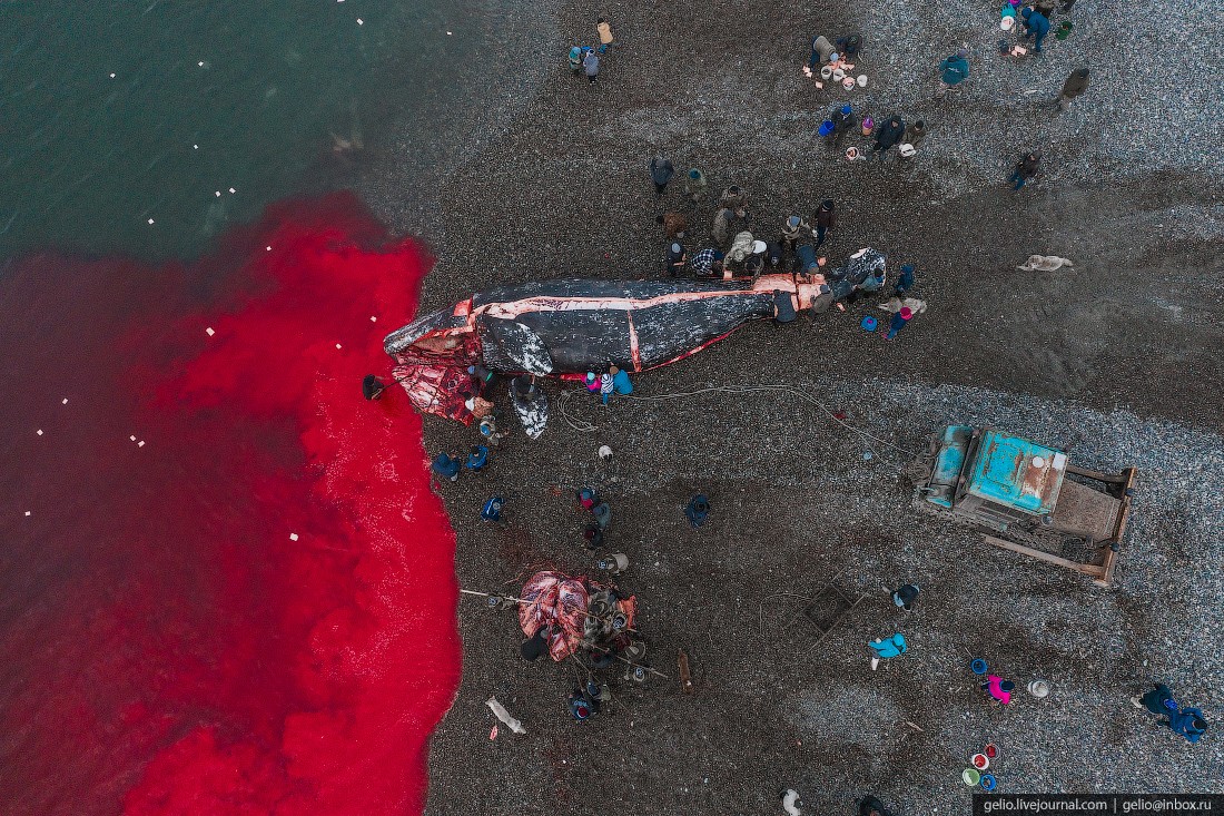 уэлен, самый восточный населенный пункт, чукотка, мертвый кит, кровь, китобои, разделование