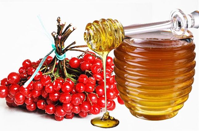 Перечень рецептов и полезных свойств калины с медом