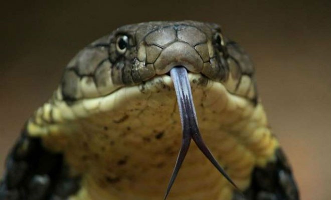 Зачем змее раздвоенный язык