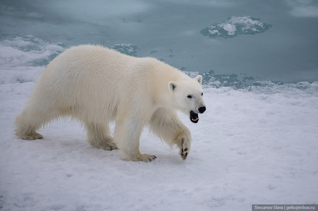белый медведь злой, арктика