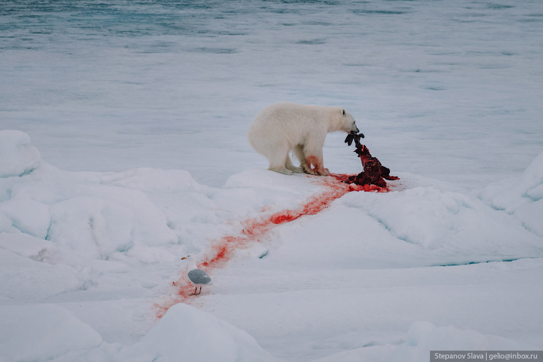 белый медведь, добыча, мясо, кровь, арктика