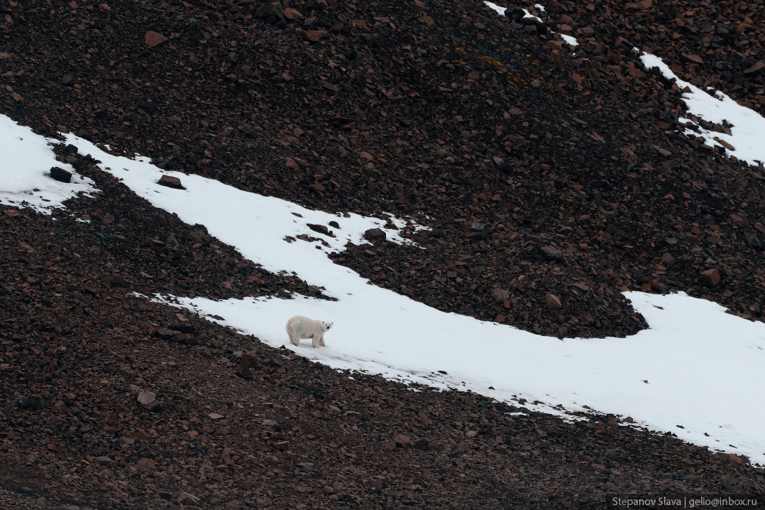 белый медведь, арктика