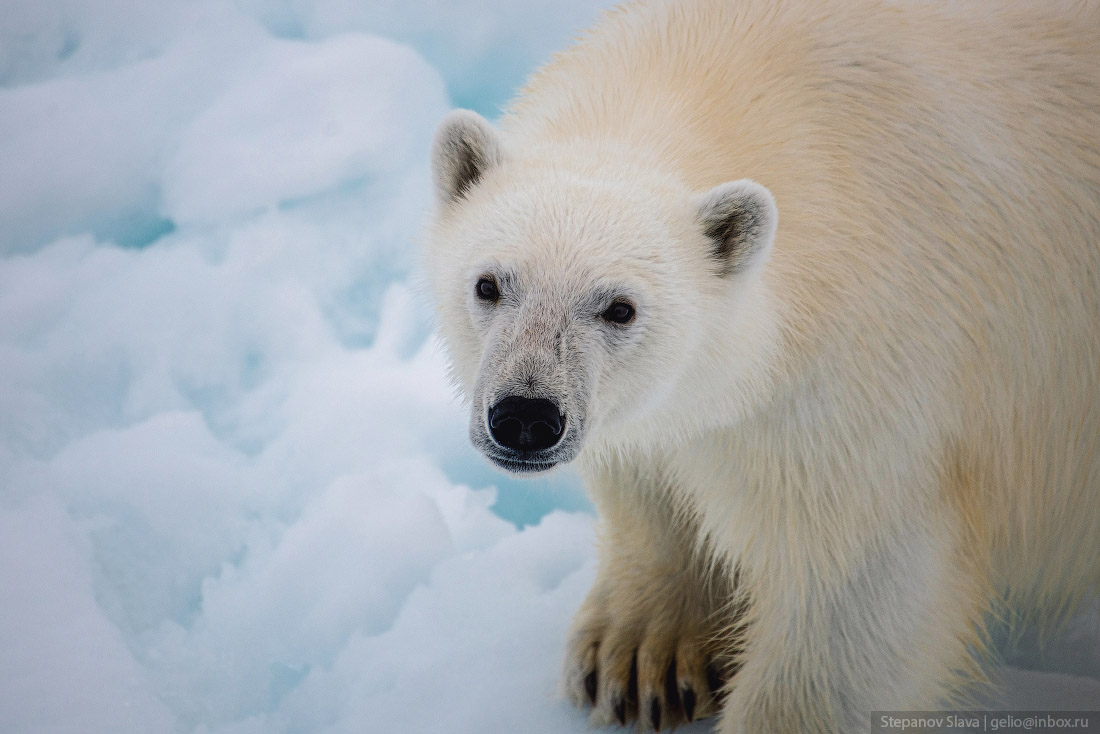 Белый медведь — хозяин Арктики (15 фото)