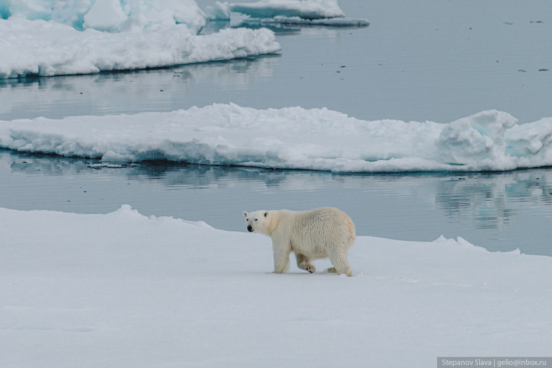 белый медведь, арктика