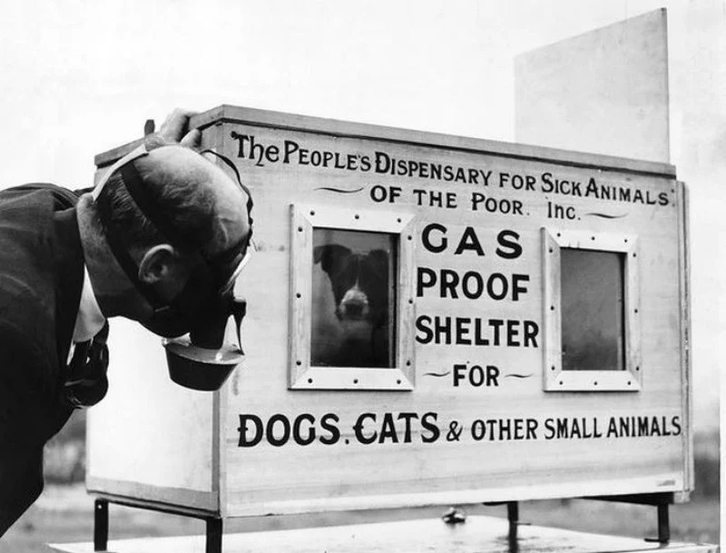 «Британская резня питомцев»: зачем люди добровольно убили 750 тысяч кошек и собак
