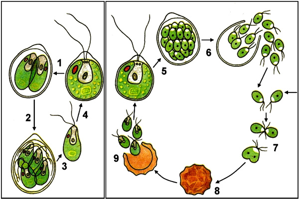 Рис. 4. Из яйца хламидомонады (8) выходит несколько клеток со жгутиками