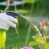 Как защитить растения на даче от вредителей и болезней