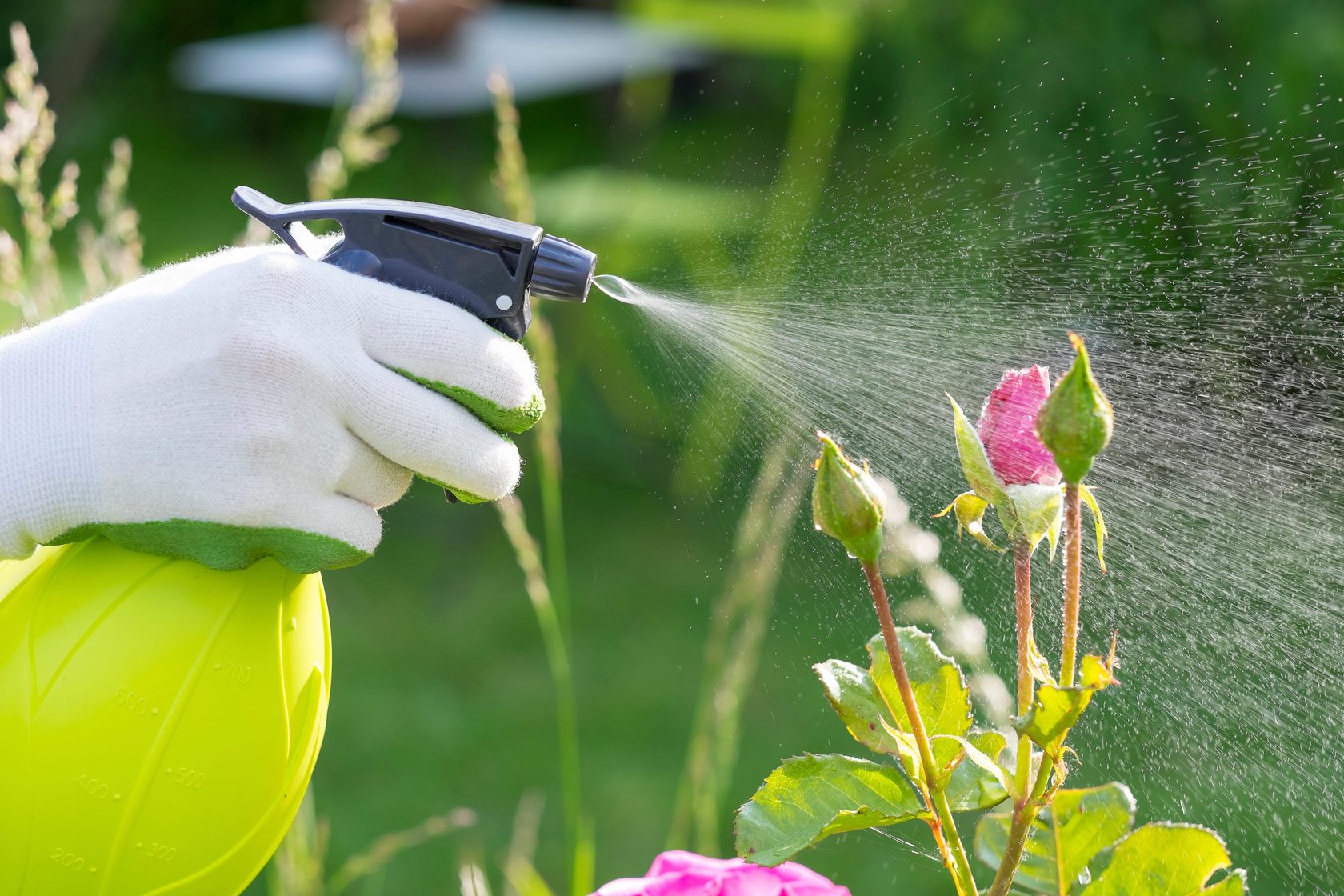Как защитить растения на даче от вредителей и болезней