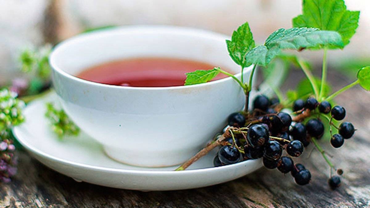 10 рецептов чая с чёрной смородиной и другими травами, полезных для здоровья