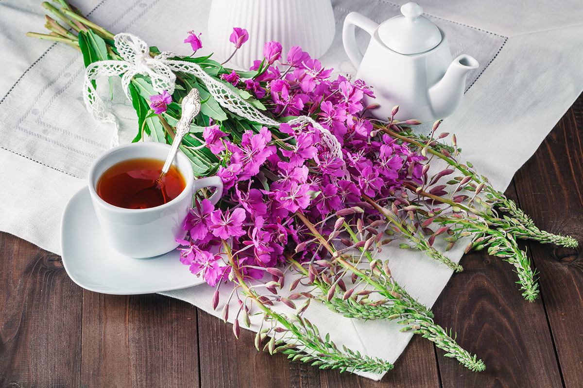 10 рецептов чая с кипреем (Иван-чай) в сочетании с другими травами, полезных для здоровья
