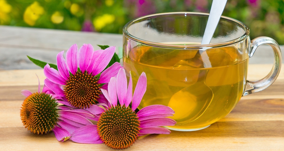 10 рецептов чая с эхинацеей в сочетании с другими травами, полезных для здоровья